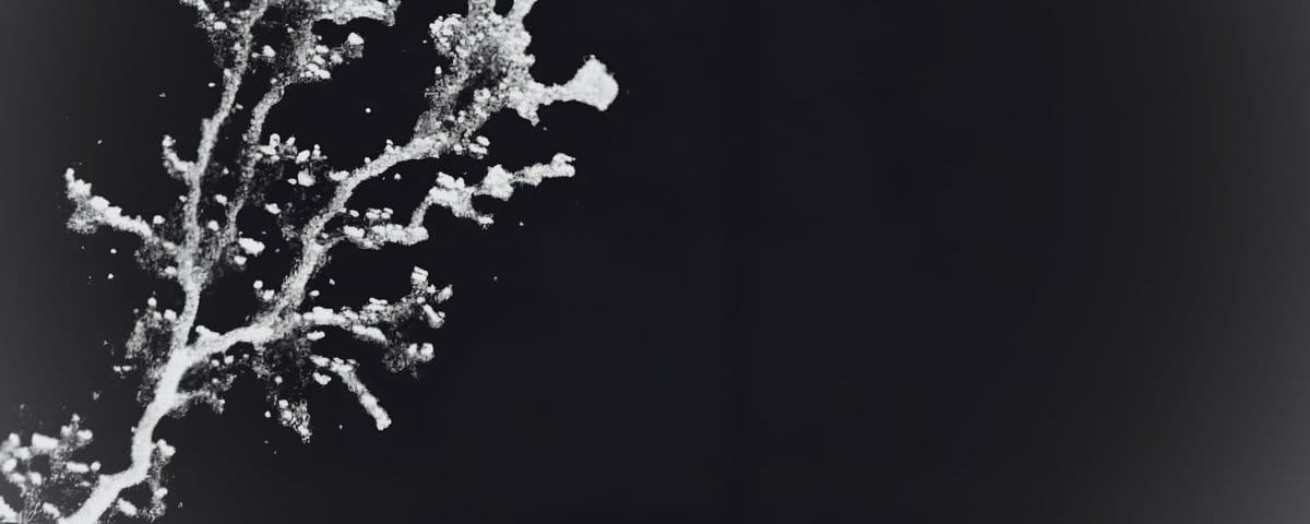 Fate on The Last of Us and the Parallel to Humanity