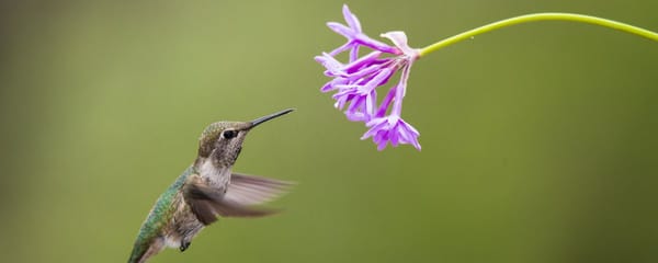 Fate’s Quiet Hum and the Piercing of a Vessel’s Heart—A Chronicle of Becoming